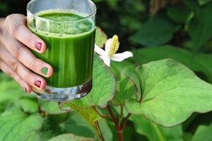 Bột diếp cá có tác dụng gì? Cách dùng bột diếp cá hiệu quả