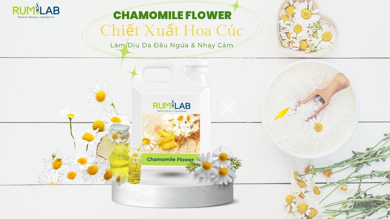 Chiết Xuất Hoa Cúc (Chamomile Flower)